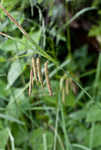 Great smokey mountain sedge